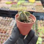 Astrophytum quadricostatum nudum