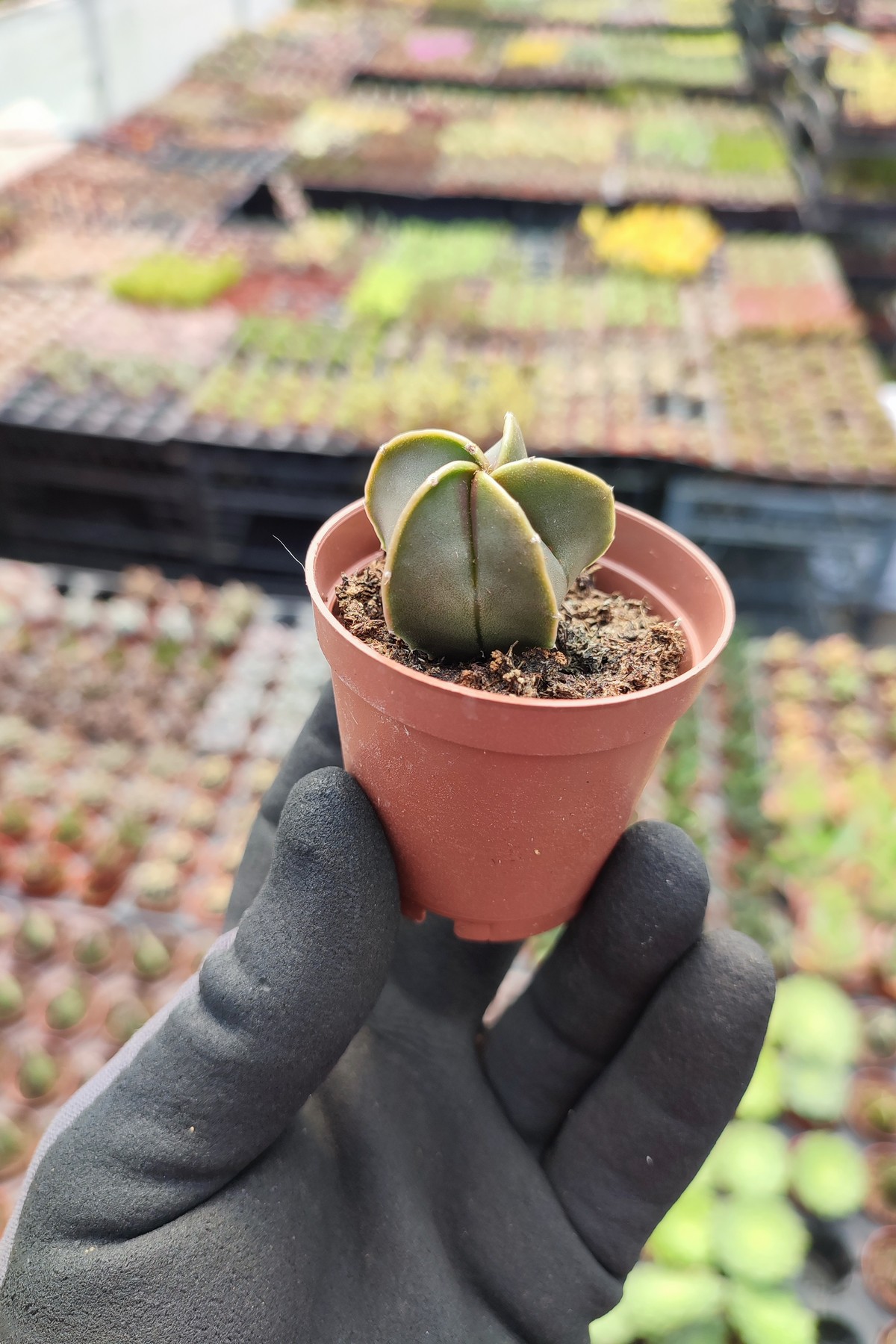 IMG_20260414_133249 Astrophytum quadricostatum nudum - Görsel 1
