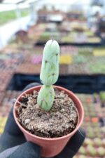 Senecio articulatus - Görsel 2