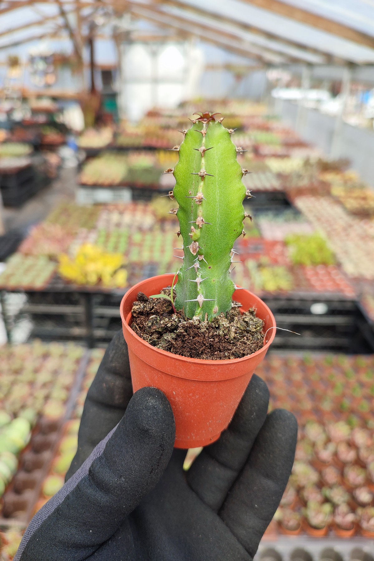 IMG_20260414_135715 Euphorbia Ingens - Görsel 1