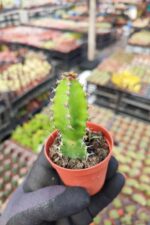 Euphorbia Ingens - Görsel 2