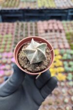 Astrophytum myriostigma quadricostatum - Görsel 2