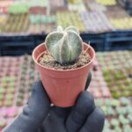 Astrophytum myriostigma quadricostatum