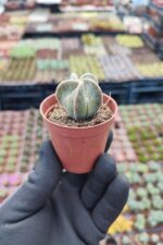 Astrophytum myriostigma quadricostatum