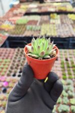 Orostachys spinosus - Görsel 2