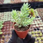 Sedum Reflexum