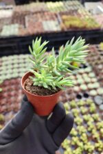 Sedum Reflexum - Görsel 2