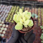 Crassula Swaziensis Variegata