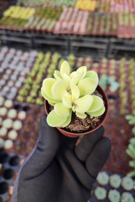 Crassula Swaziensis Variegata
