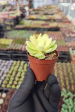 Crassula Swaziensis Variegata - Görsel 2