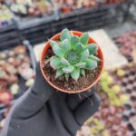 Orostachys spinosus