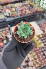 Orostachys spinosus