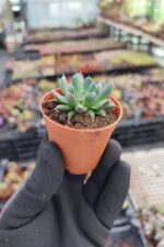Orostachys spinosus - Görsel 2