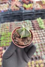 Astrophytum quadricostatum nudum - Görsel 2