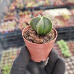 Astrophytum quadricostatum nudum