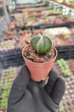 Astrophytum quadricostatum nudum