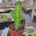 Euphorbia Ingens