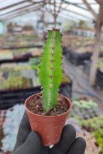 Euphorbia Ingens