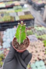 Euphorbia Ingens - Görsel 2