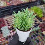 Sedum Reflexum
