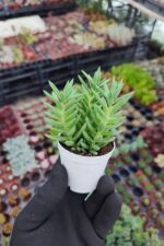 Sedum Reflexum