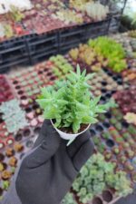 Sedum Reflexum - Görsel 2