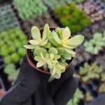 Crassula Swaziensis Variegata