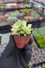 Crassula Swaziensis Variegata - Görsel 2