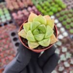 Haworthia cuspidata