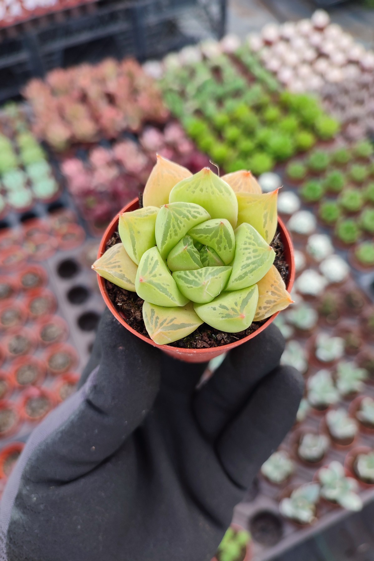 IMG_20260610_163045 Haworthia cuspidata - Görsel 1