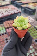 Haworthia cuspidata - Görsel 2