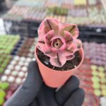 Aeonium marnier lapostolle variegated