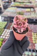Aeonium marnier lapostolle variegated
