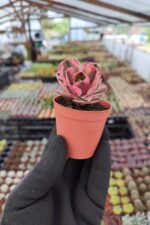 Aeonium marnier lapostolle variegated - Görsel 2