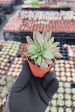Graptoveria Fred Ives Cristata - Görsel 2