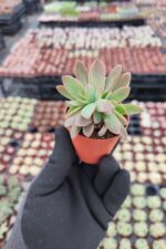 Graptoveria Fred Ives Cristata - Görsel 3