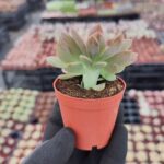 Graptoveria Fred Ives Cristata