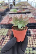 Graptoveria Fred Ives Cristata