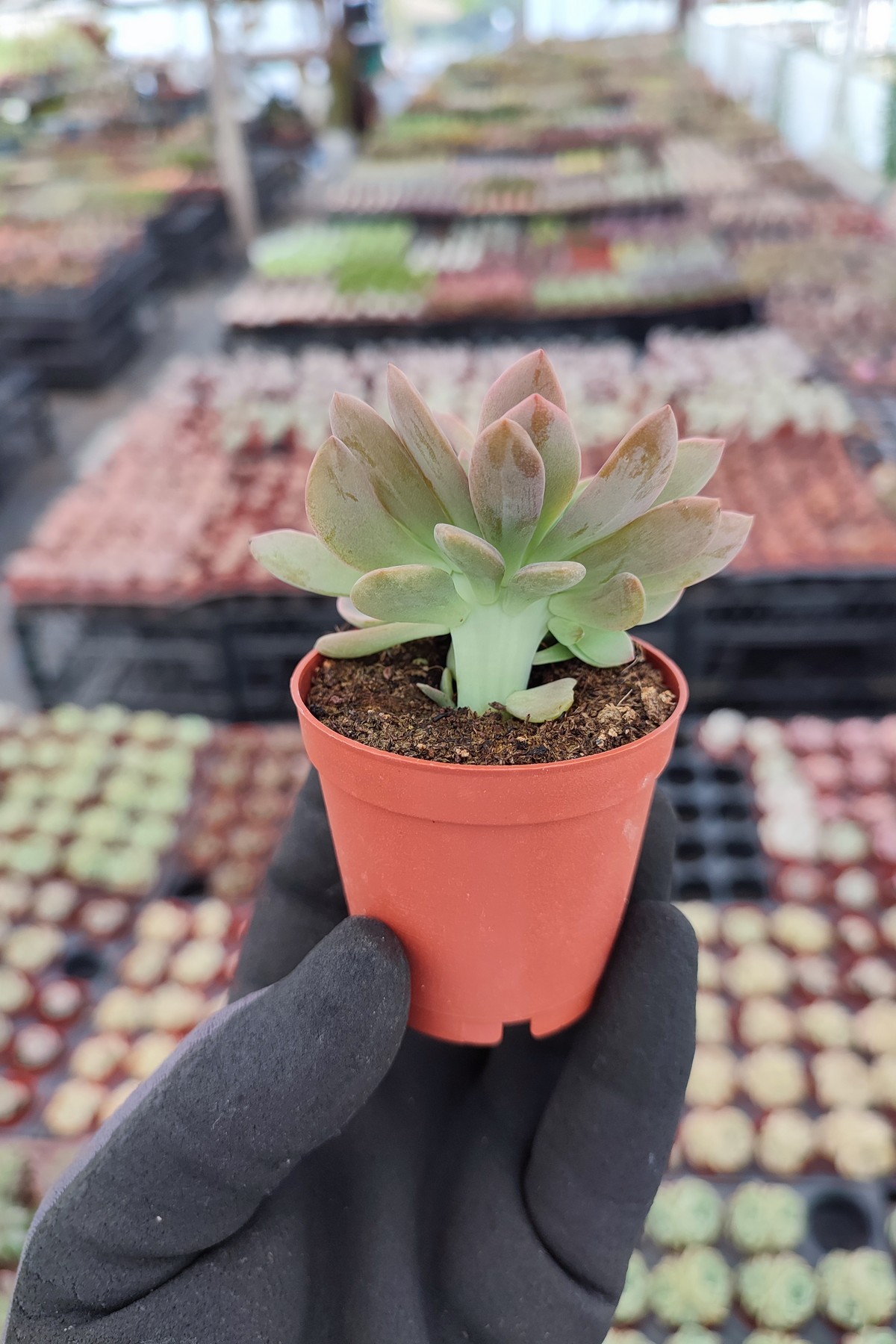 IMG_20260610_165031 Graptoveria Fred Ives Cristata - Görsel 1