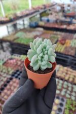 Pachyveria clavifolia cristat - Görsel 3