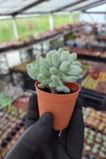 Pachyveria clavifolia cristat - Görsel 2