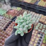Pachyveria clavifolia cristat