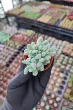Pachyveria clavifolia cristat