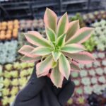 Aeonium Maple leaf