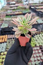Aeonium Maple leaf - Görsel 2