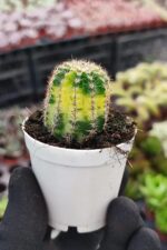Lovibia Variegata - Görsel 3