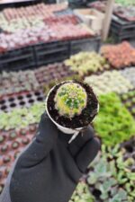 Lovibia Variegata - Görsel 2