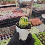 Lovibia Variegata
