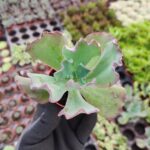 Echeveria Coral Glow