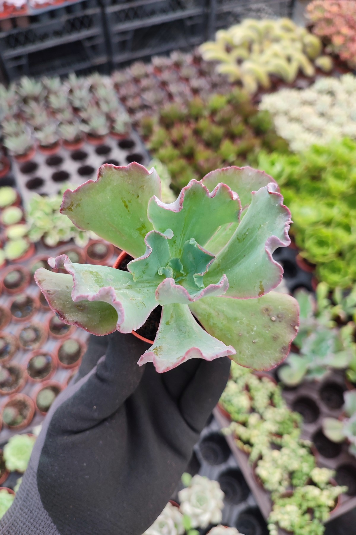 IMG_20260824_163040 Echeveria Coral Glow - Görsel 1